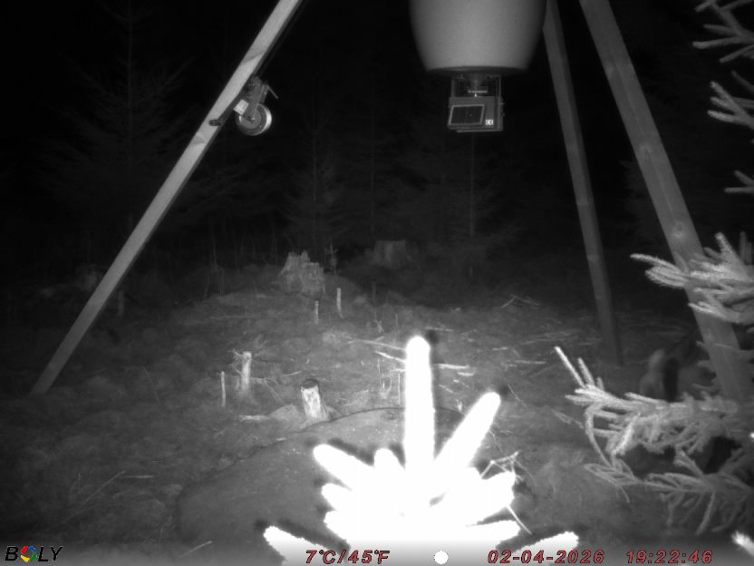 Bild från STORATRÄA