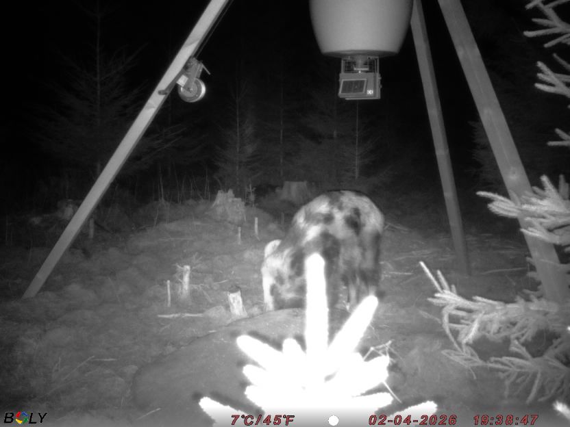 Bild från STORATRÄA