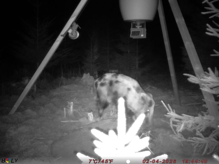 Bild från STORATRÄA