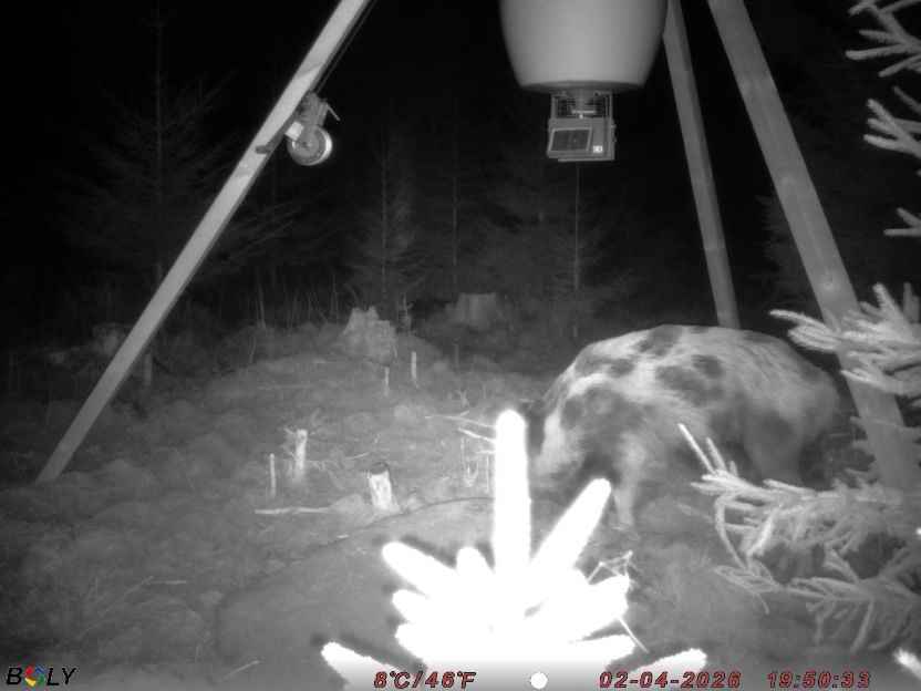 Bild från STORATRÄA