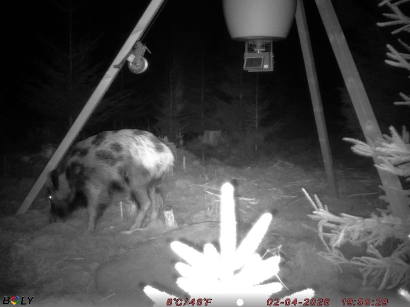 Bild från STORATRÄA