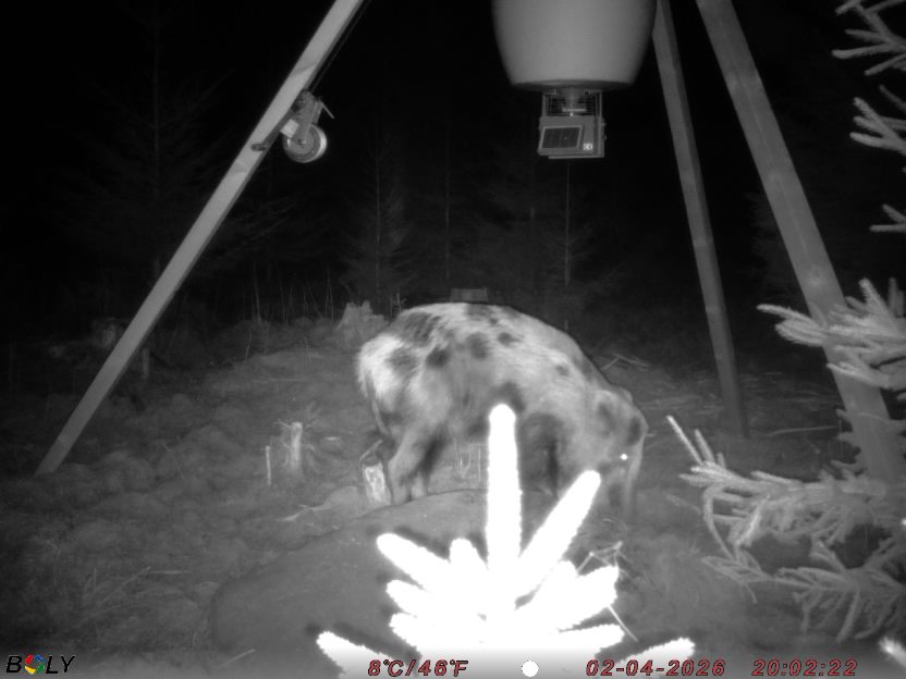 Bild från STORATRÄA