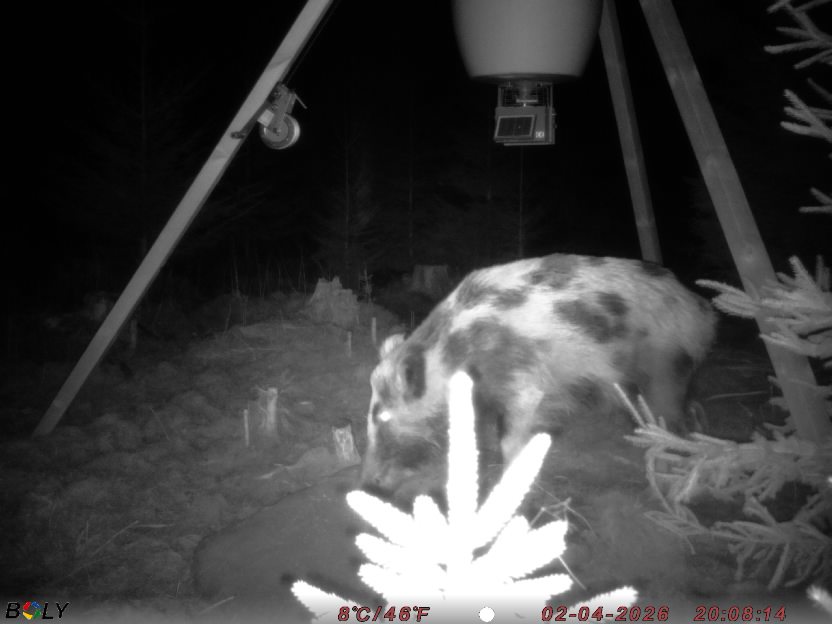 Bild från STORATRÄA