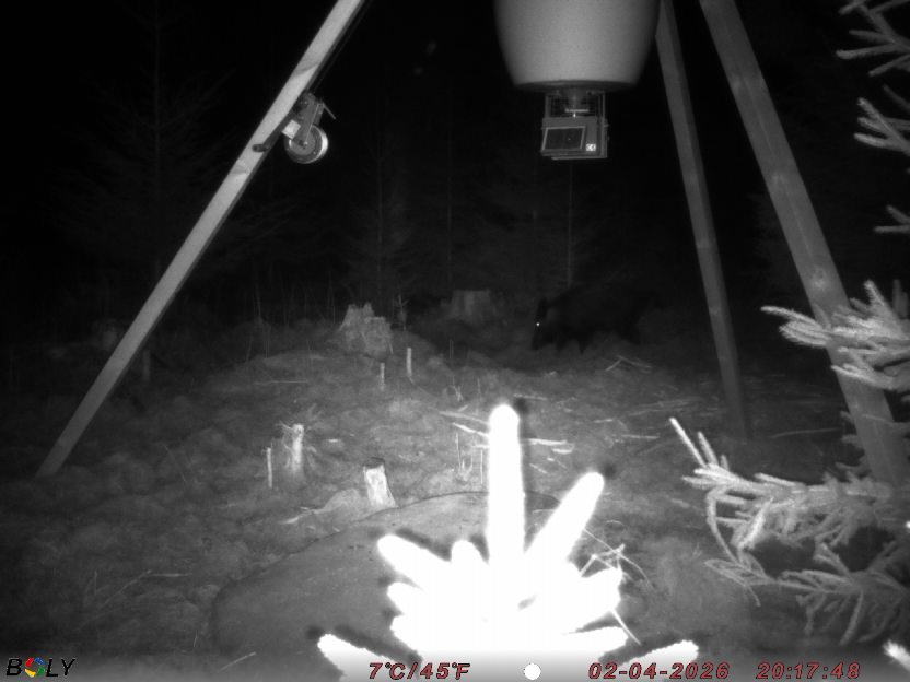 Bild från STORATRÄA