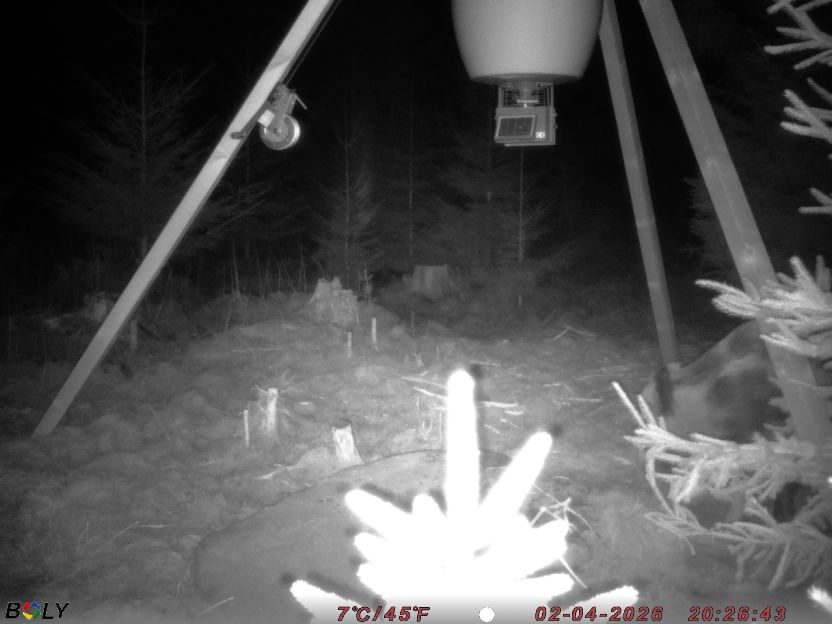 Bild från STORATRÄA