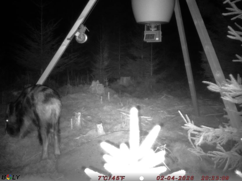 Bild från STORATRÄA