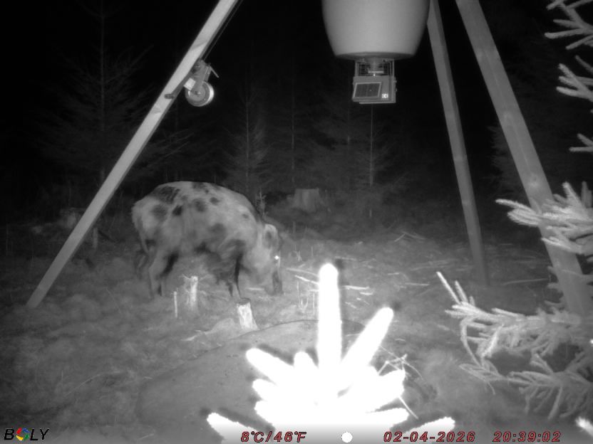 Bild från STORATRÄA