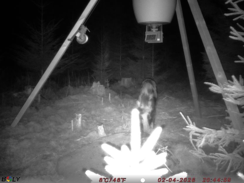 Bild från STORATRÄA