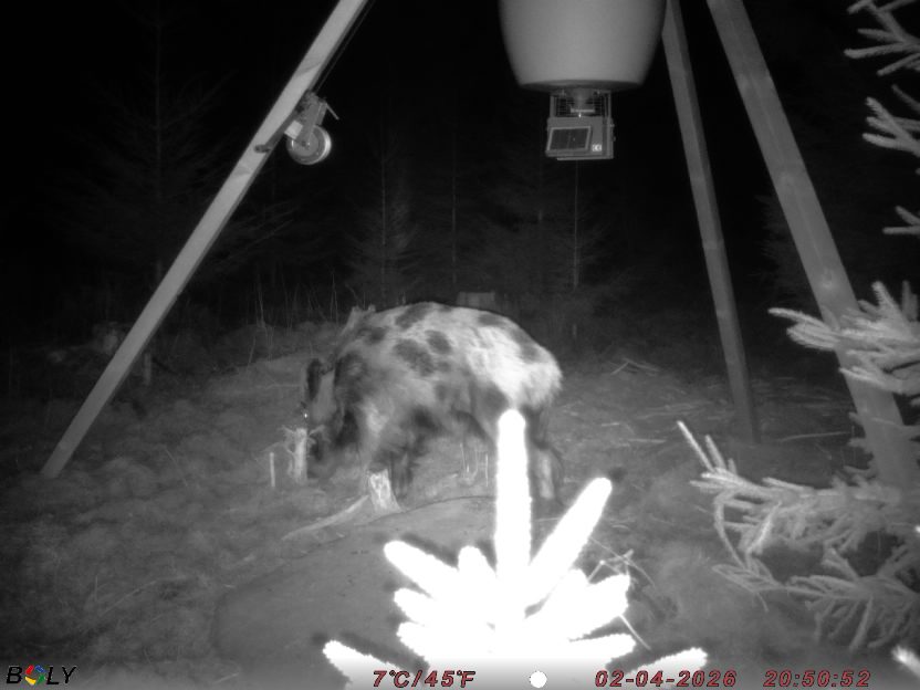 Bild från STORATRÄA