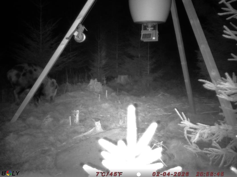 Bild från STORATRÄA