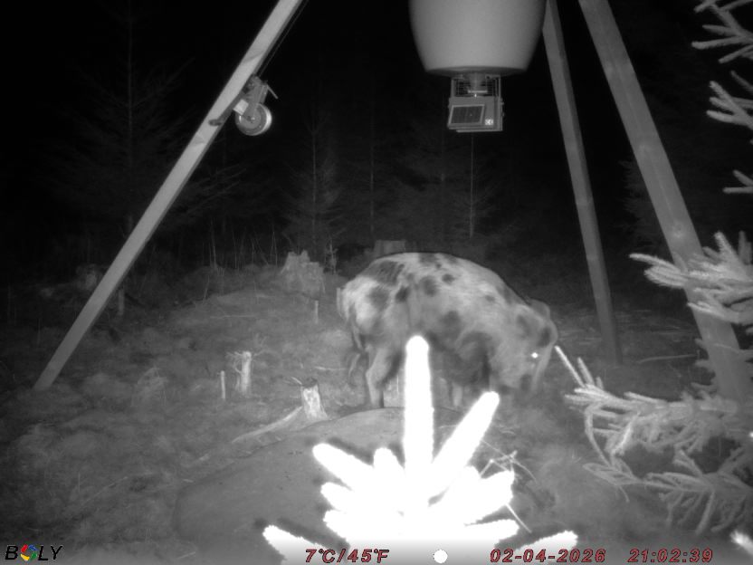 Bild från STORATRÄA