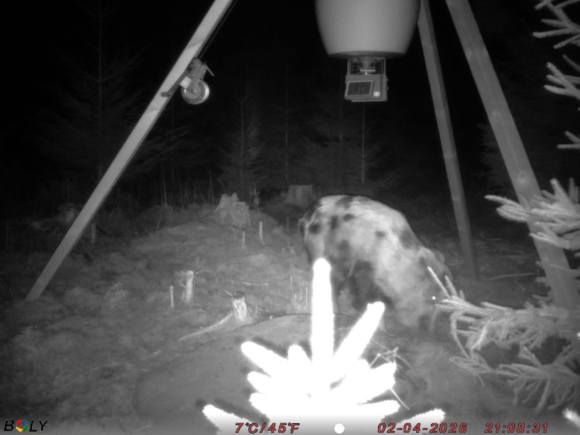 Bild från STORATRÄA