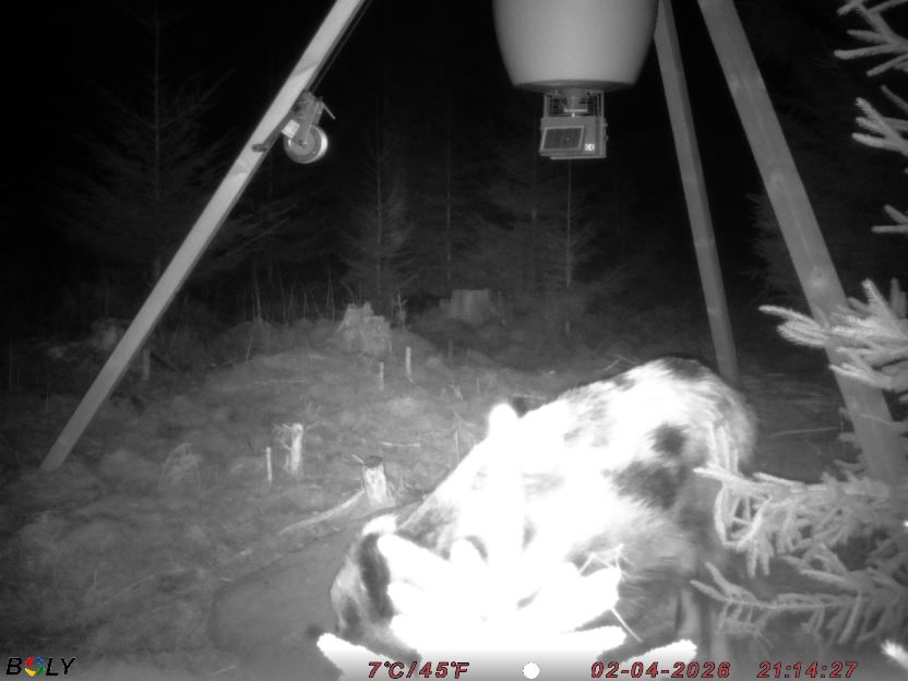 Bild från STORATRÄA