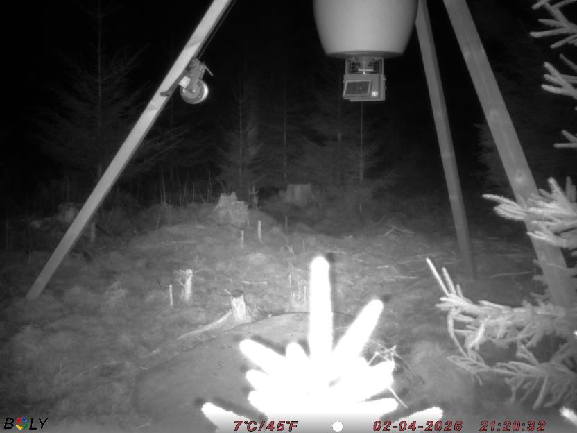 Bild från STORATRÄA