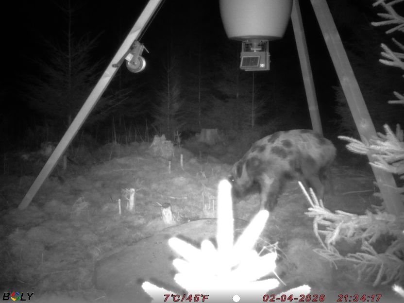 Bild från STORATRÄA