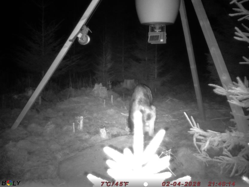 Bild från STORATRÄA