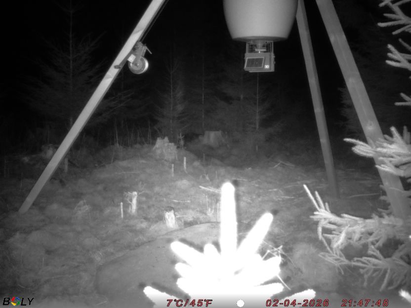 Bild från STORATRÄA