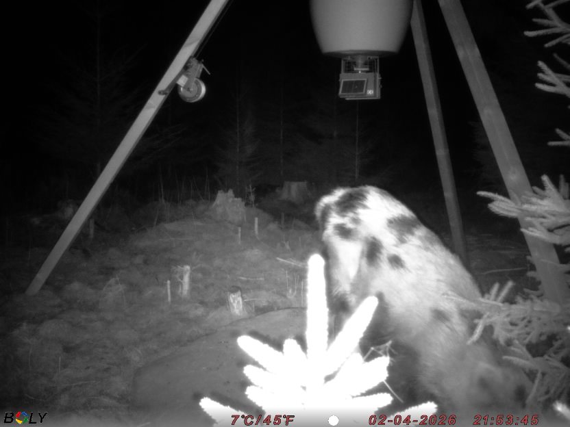 Bild från STORATRÄA