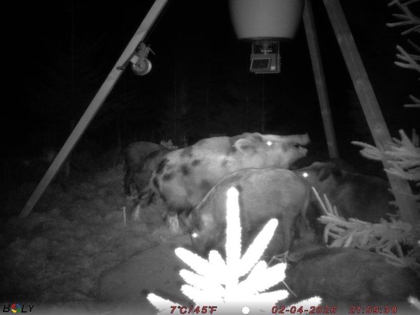 Bild från STORATRÄA