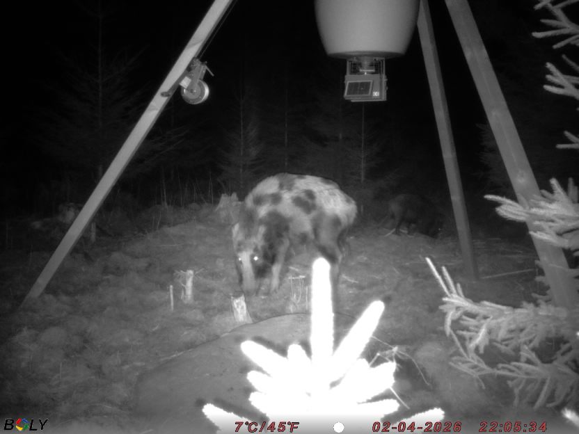 Bild från STORATRÄA