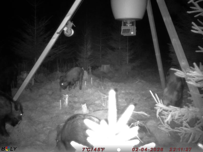 Bild från STORATRÄA