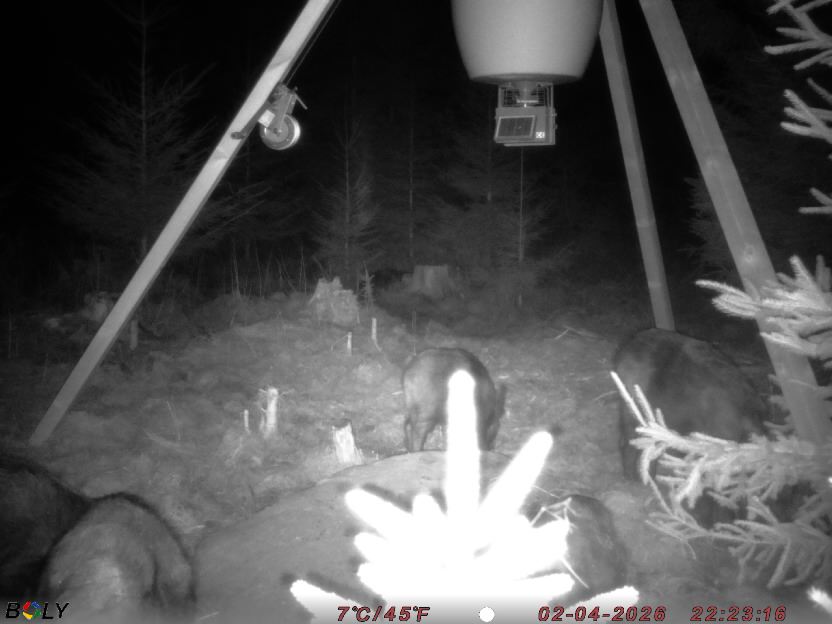 Bild från STORATRÄA