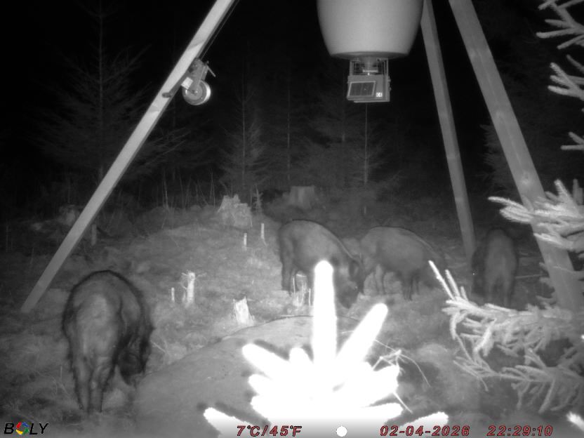 Bild från STORATRÄA