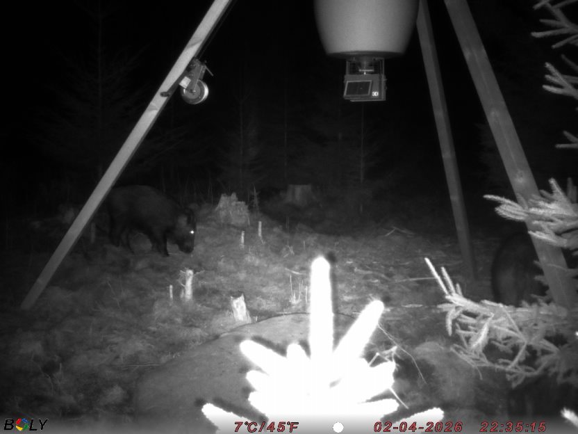 Bild från STORATRÄA