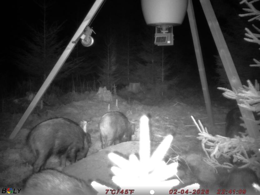 Bild från STORATRÄA