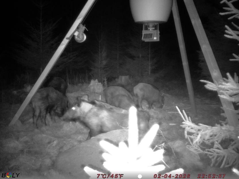 Bild från STORATRÄA