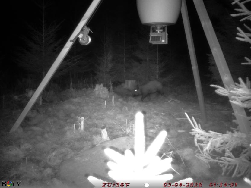 Bild från STORATRÄA