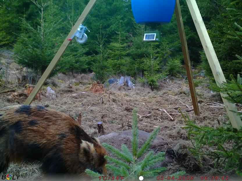 Bild från STORATRÄA