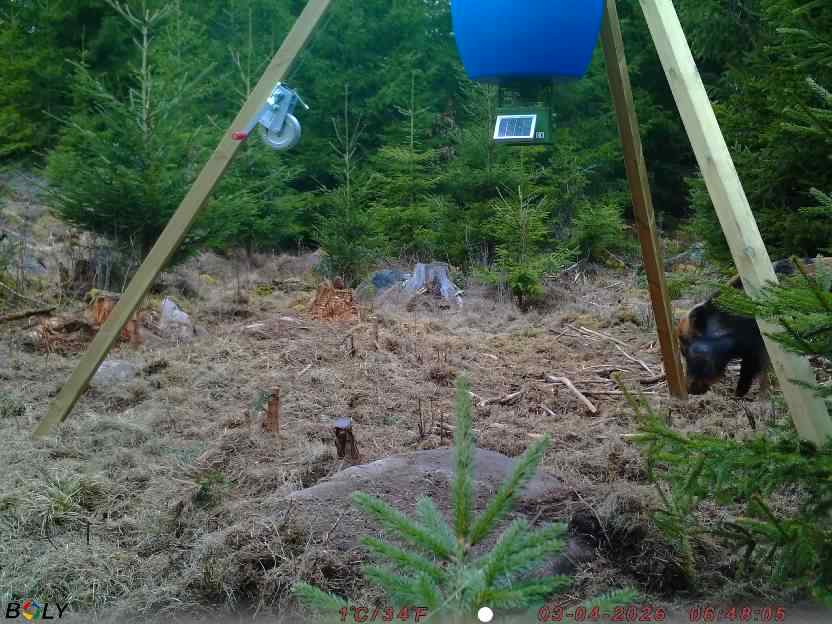 Bild från STORATRÄA