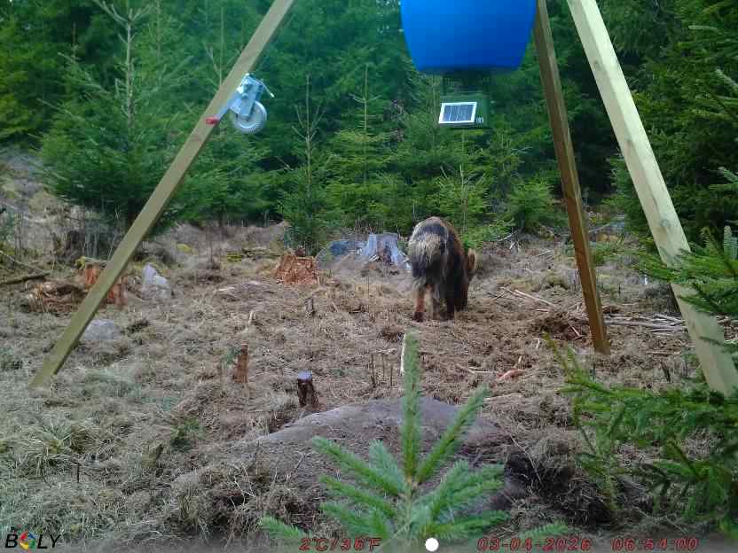 Bild från STORATRÄA