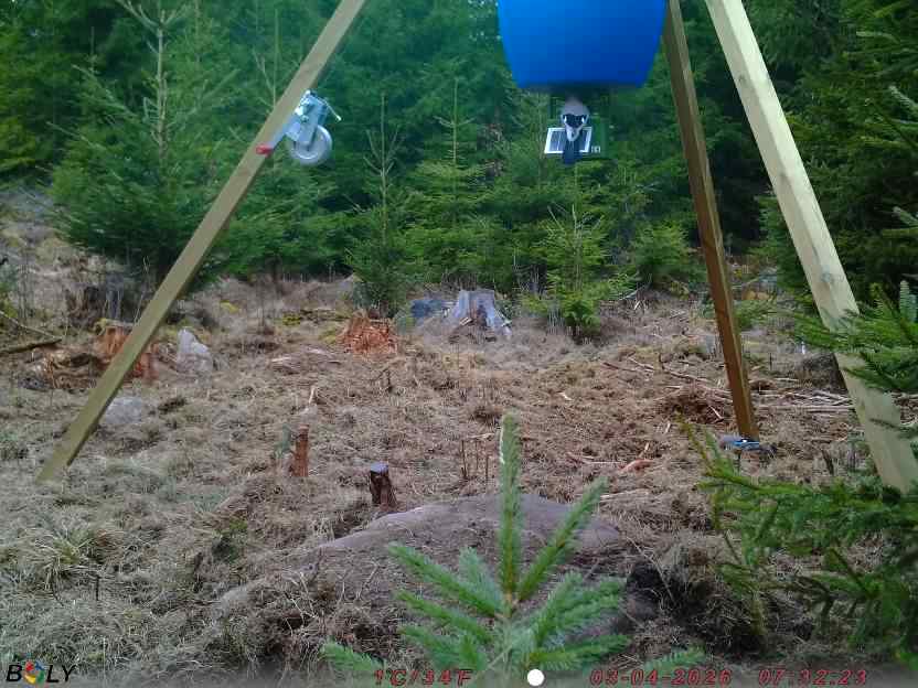 Bild från STORATRÄA