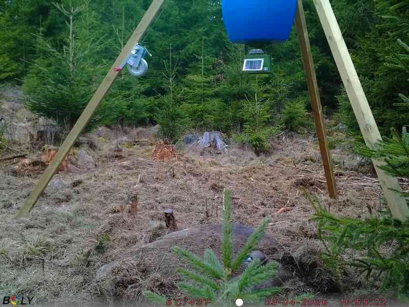 Bild från STORATRÄA