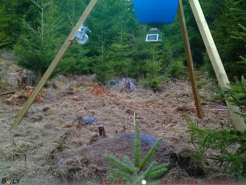 Bild från STORATRÄA