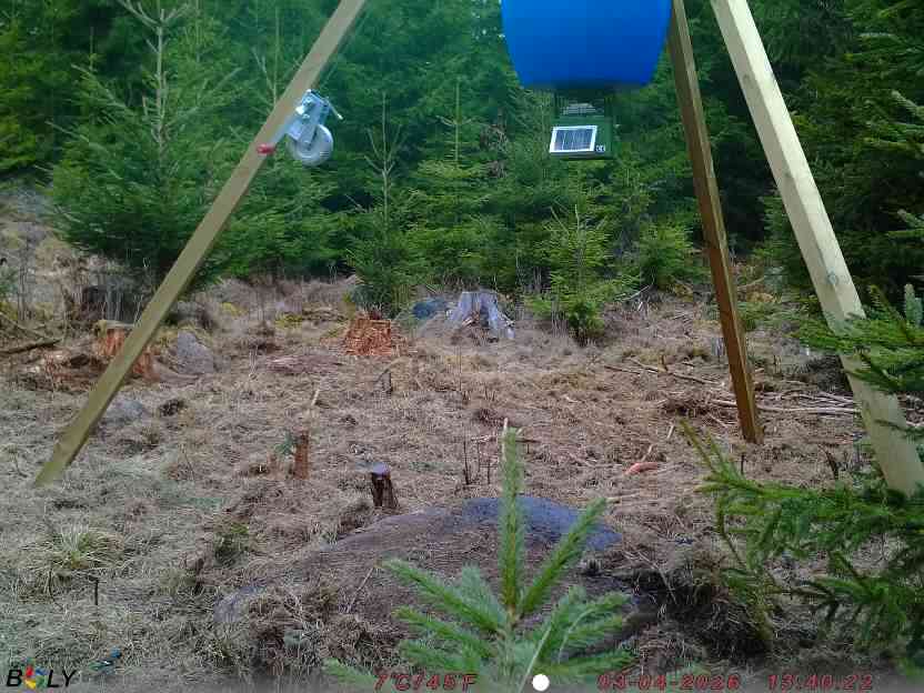 Bild från STORATRÄA