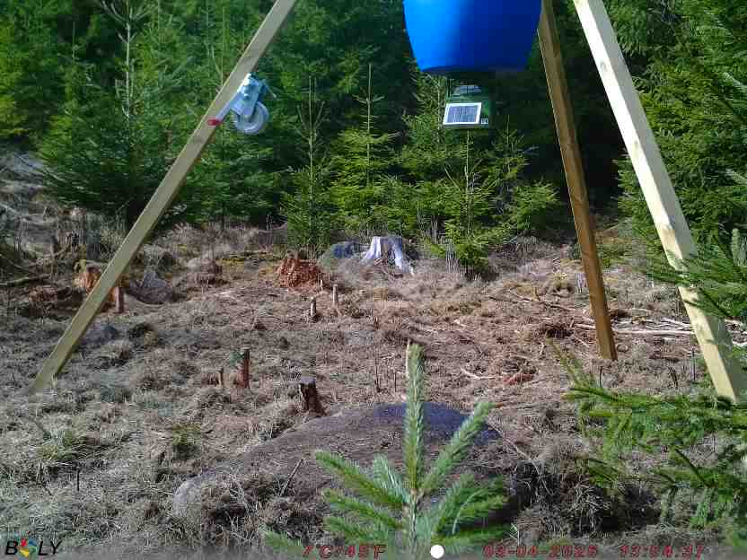 Bild från STORATRÄA