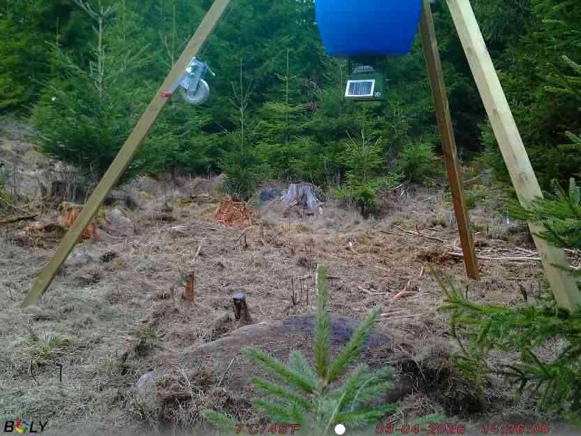 Bild från STORATRÄA