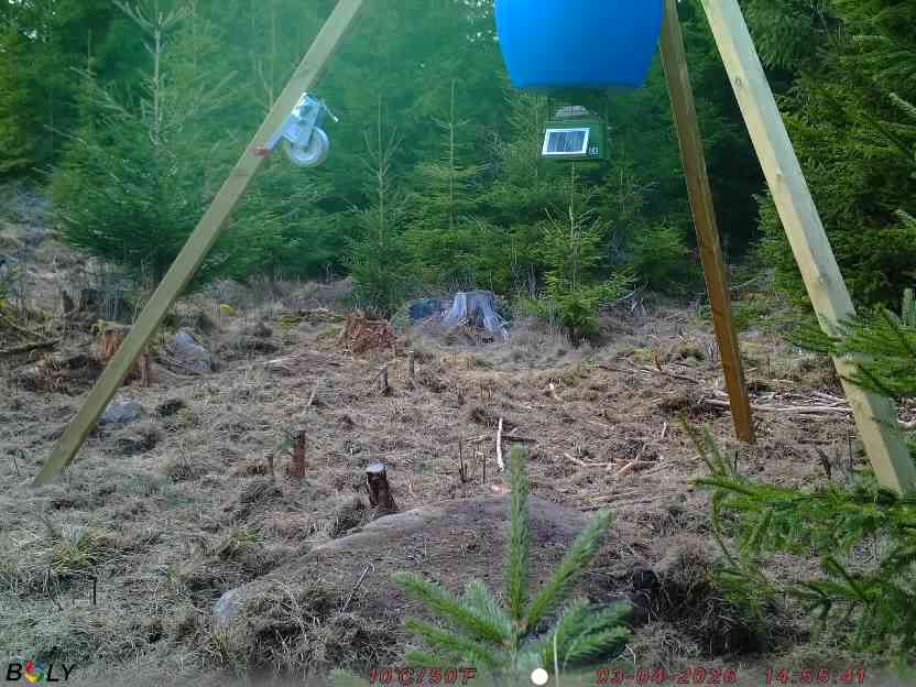 Bild från STORATRÄA