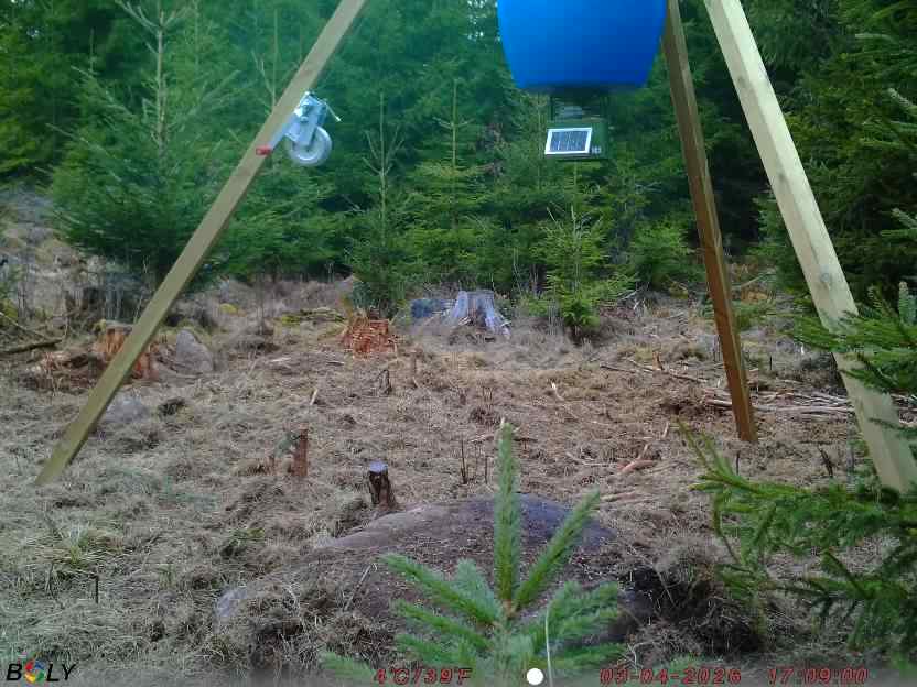 Bild från STORATRÄA