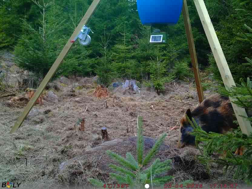 Bild från STORATRÄA