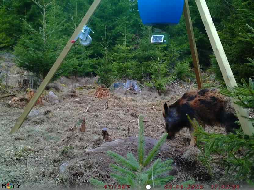 Bild från STORATRÄA