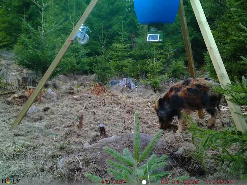 Bild från STORATRÄA