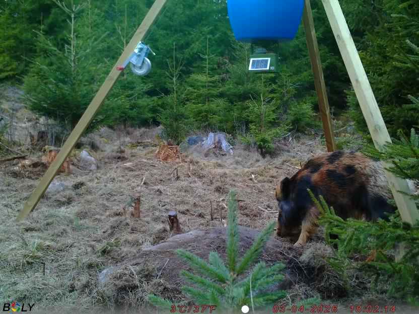 Bild från STORATRÄA