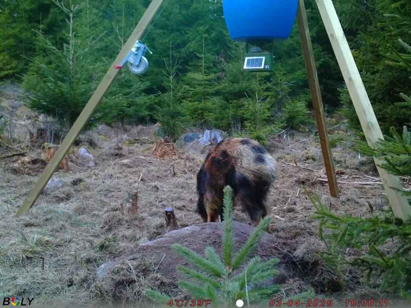 Bild från STORATRÄA