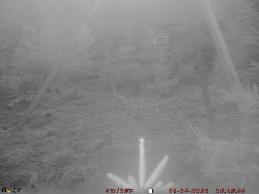 Bild från STORATRÄA