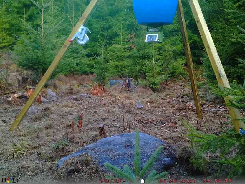 Bild från STORATRÄA