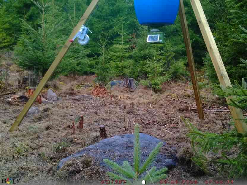 Bild från STORATRÄA